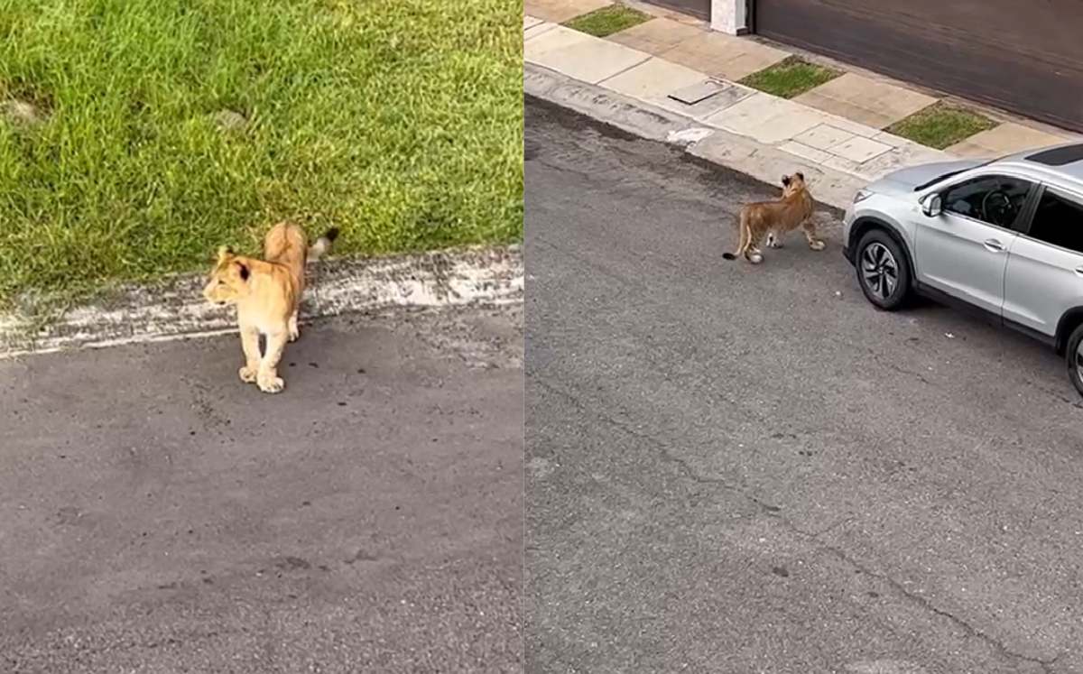 Vecinos del fraccionamiento grabaron al león caminando en la calle / Especial