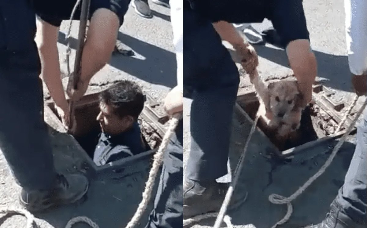 Rescatan a perrito que cayó en una coladera / Especial