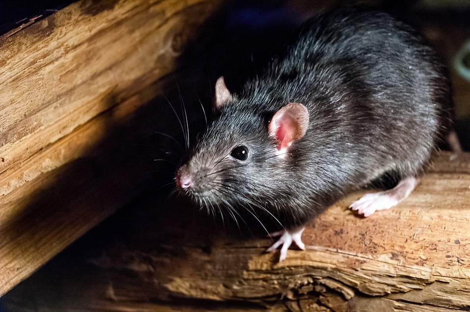 Las ratas le ocasionaron a la joven diversas heridas / Shutterstock.