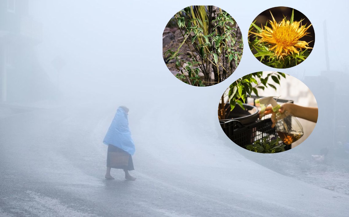 Cuidados en plantas en Nuevo León | Especial