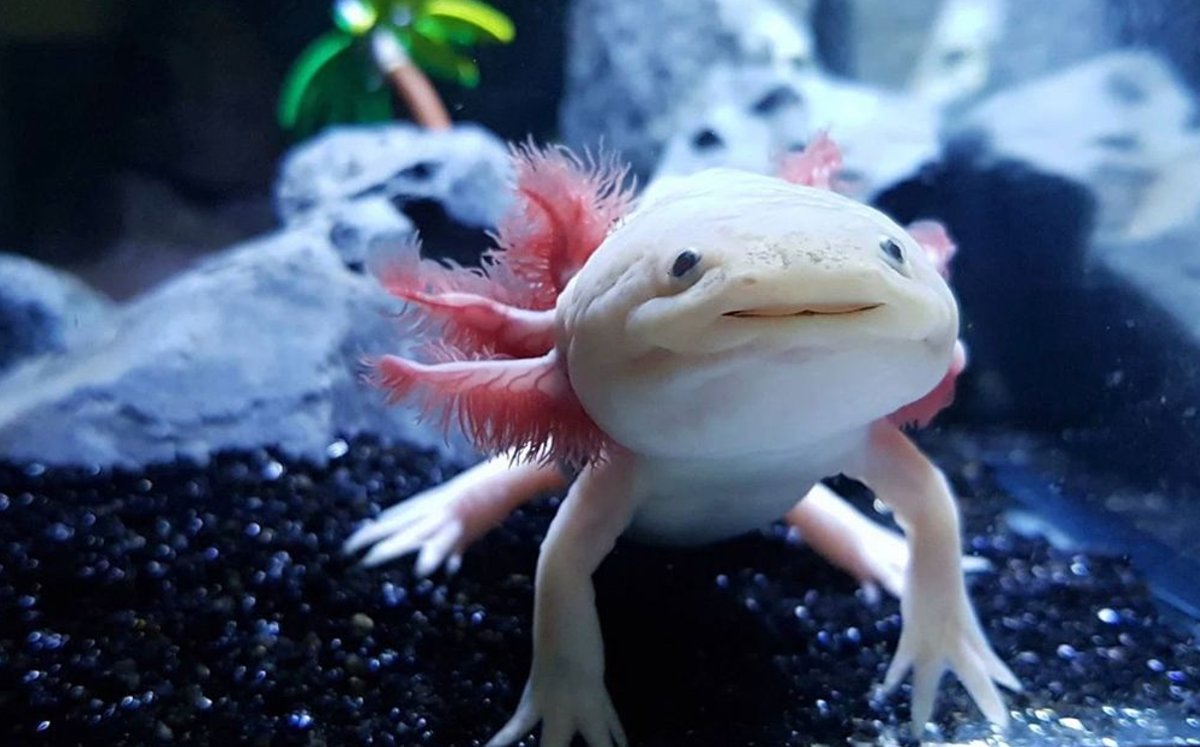 Ajolote Se Encuentra En Peligro De Extinci n
