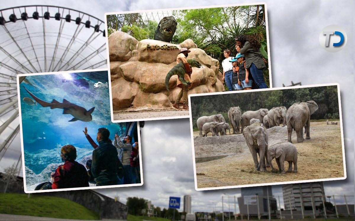 Acuario Michin, Arboterra y Africam Safari: cartelera del fin de semana en Puebla / Diseño: Mauricio Ledesma