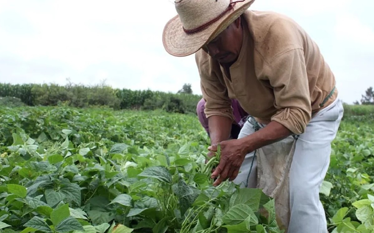 Cultivos en Guanajuato | Cortesía