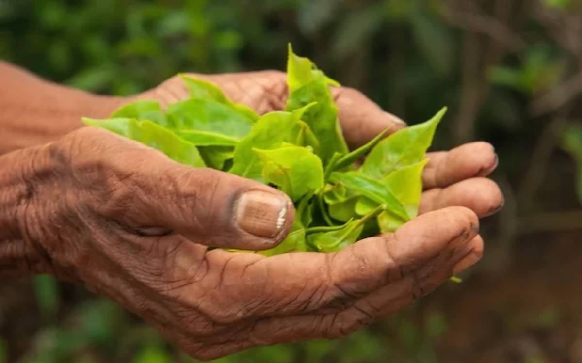 Ayahuasca, práctica e infusión