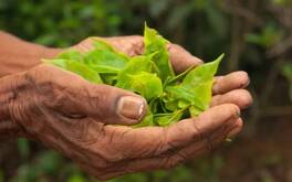 La ayahuasca es una práctica que lleva a cocer diferentes plantas.