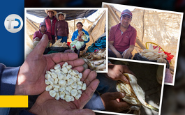 Totomoxtle en Chalchicomula de Sesma