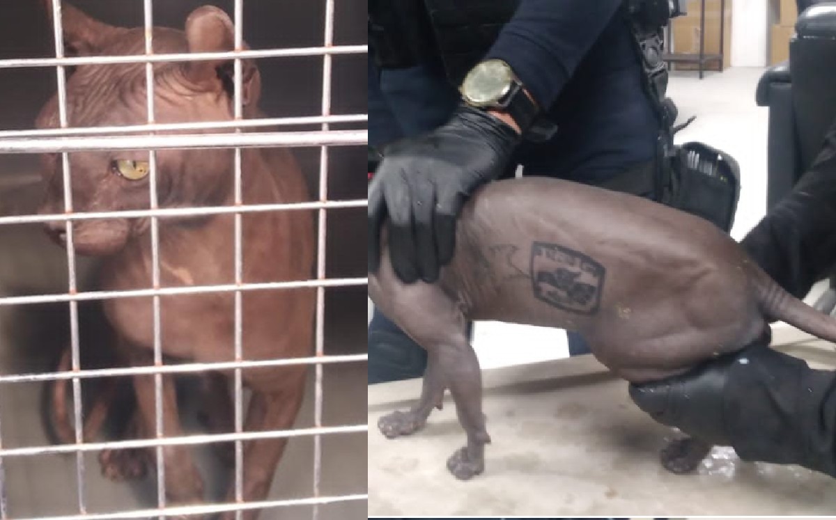 Aseguran un gato tatuado con las insignias de la pandilla “Los Mexicles” en el penal de Ciudad Juárez