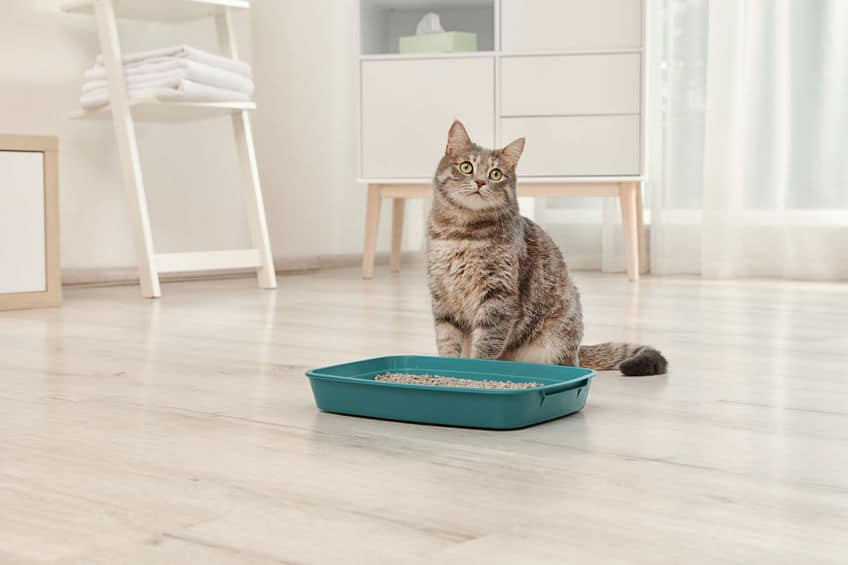 as vías urinarias de los gatos domésticos son más delicadas.