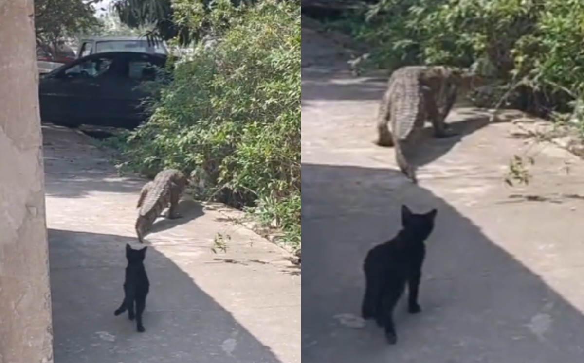 Cocodrilo es captado en calles de Tampico. | Especial