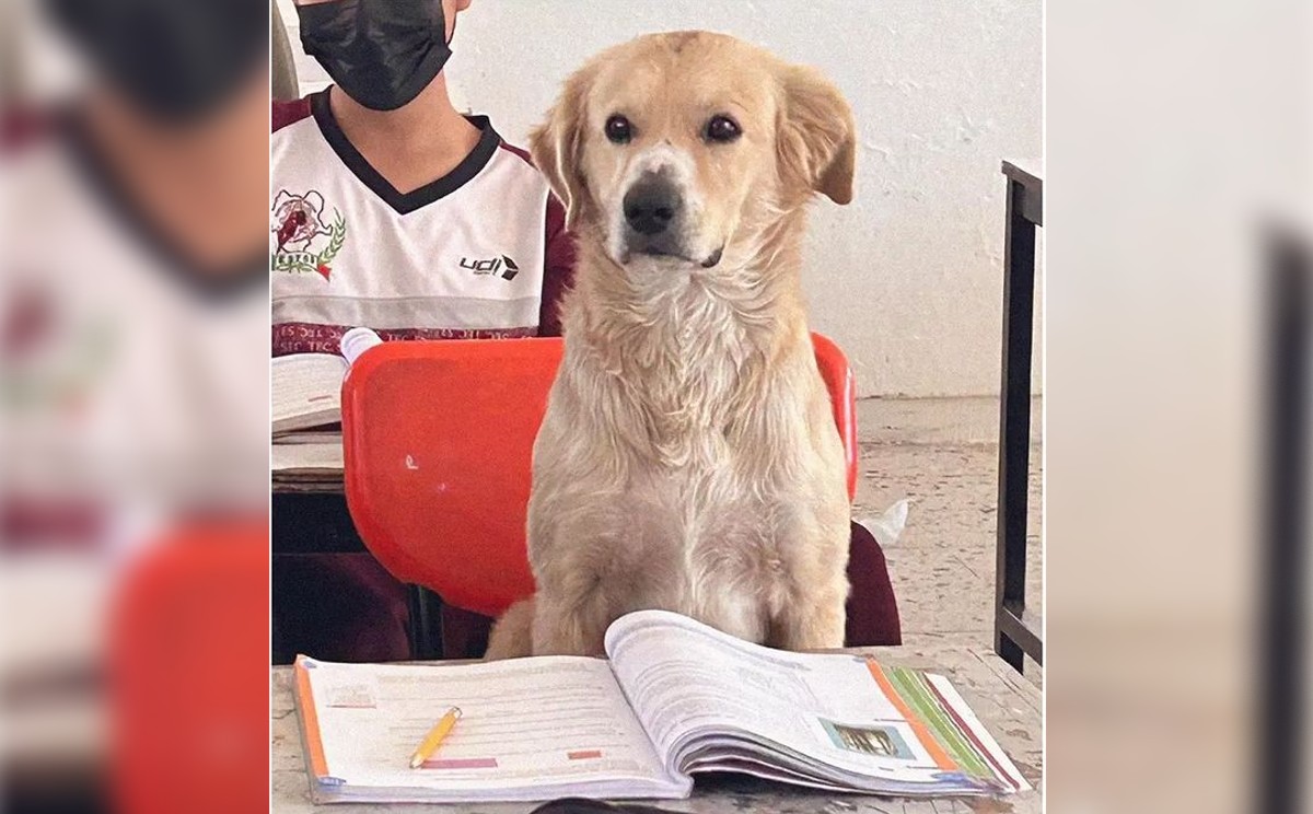 Perrito Nacho / @soy_dogvader