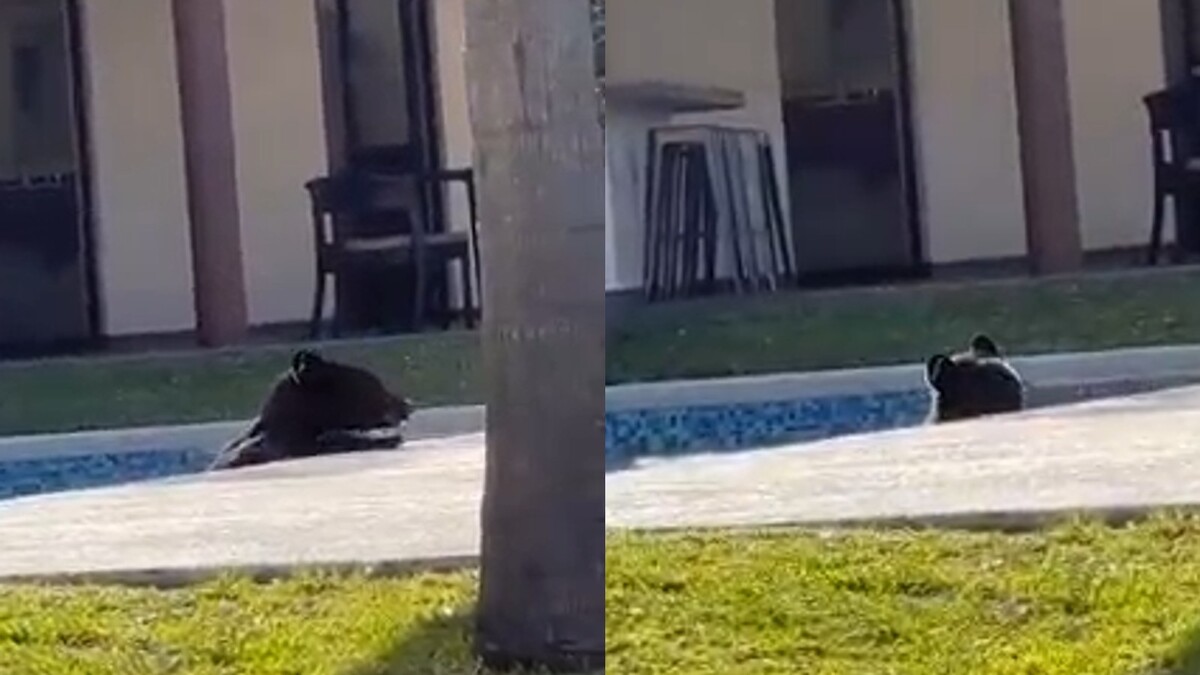 Oso es captado en alberca de una casa en el sur de Monterrey. | Especial