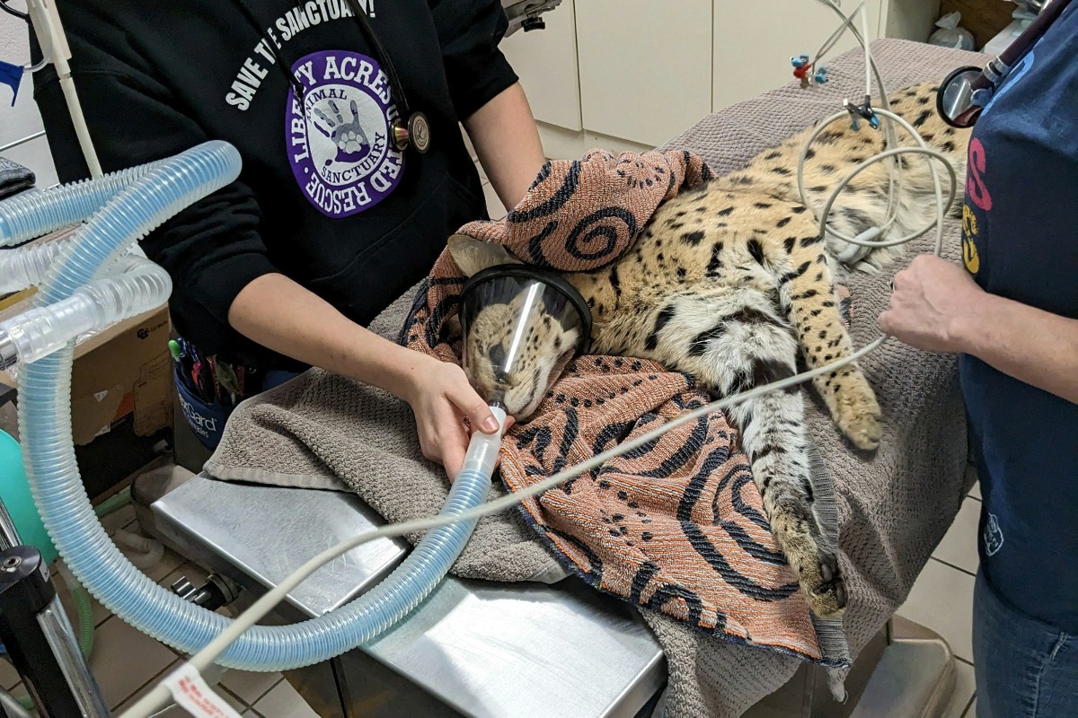 La historia del gato salvaje ha sido tendencia en internet./ AP