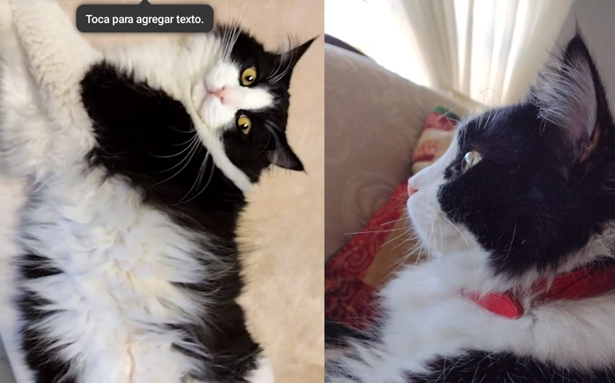 Dalí, gatito que fue entregado muerto/ Especial