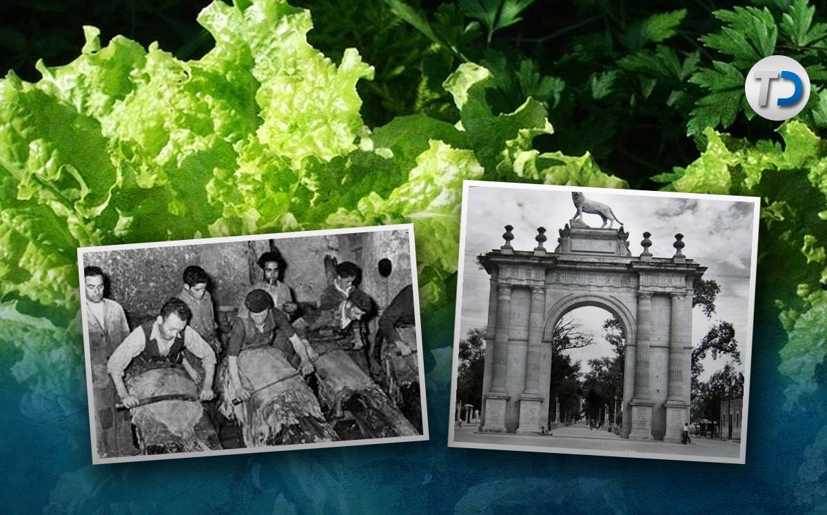 Los 'Panzas verdes' de León | Especial
