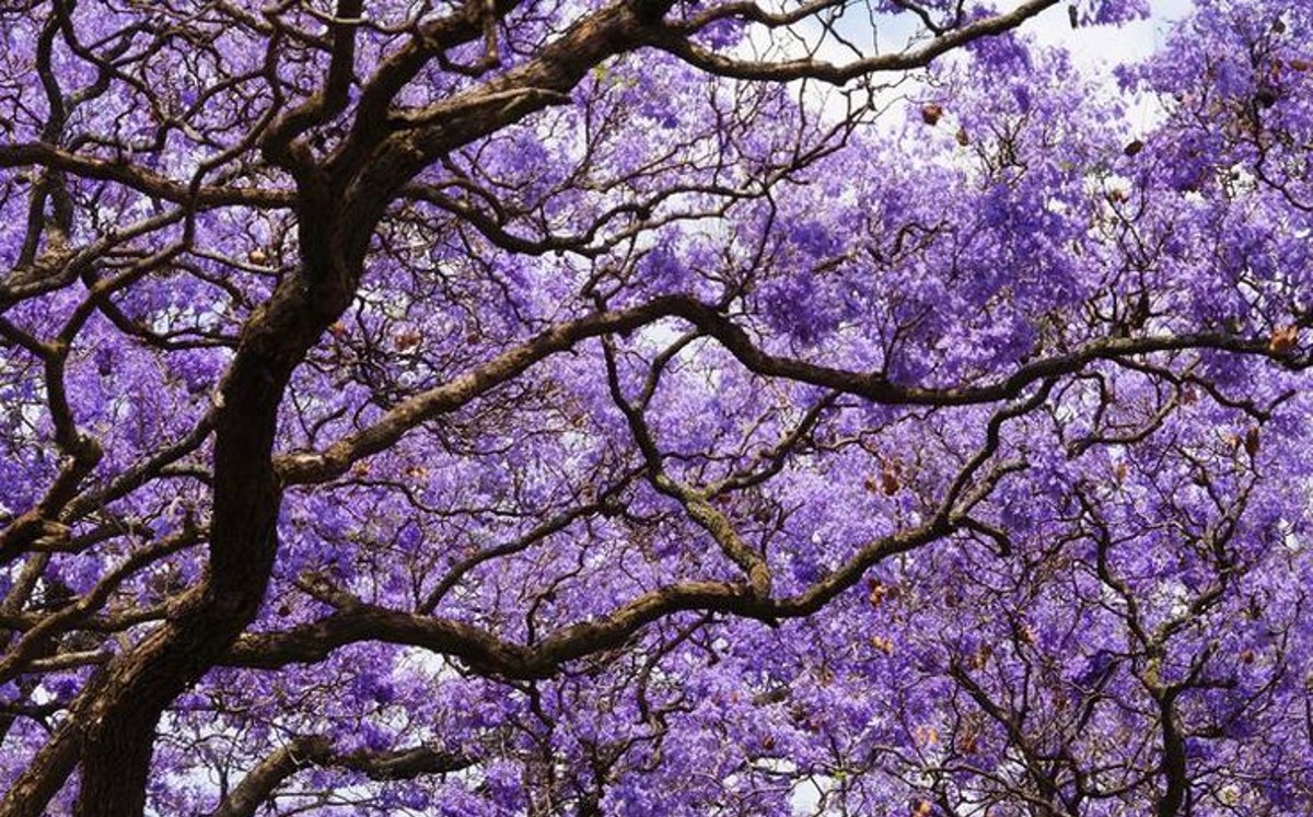 Árbol de Jacaranda / Cortesía