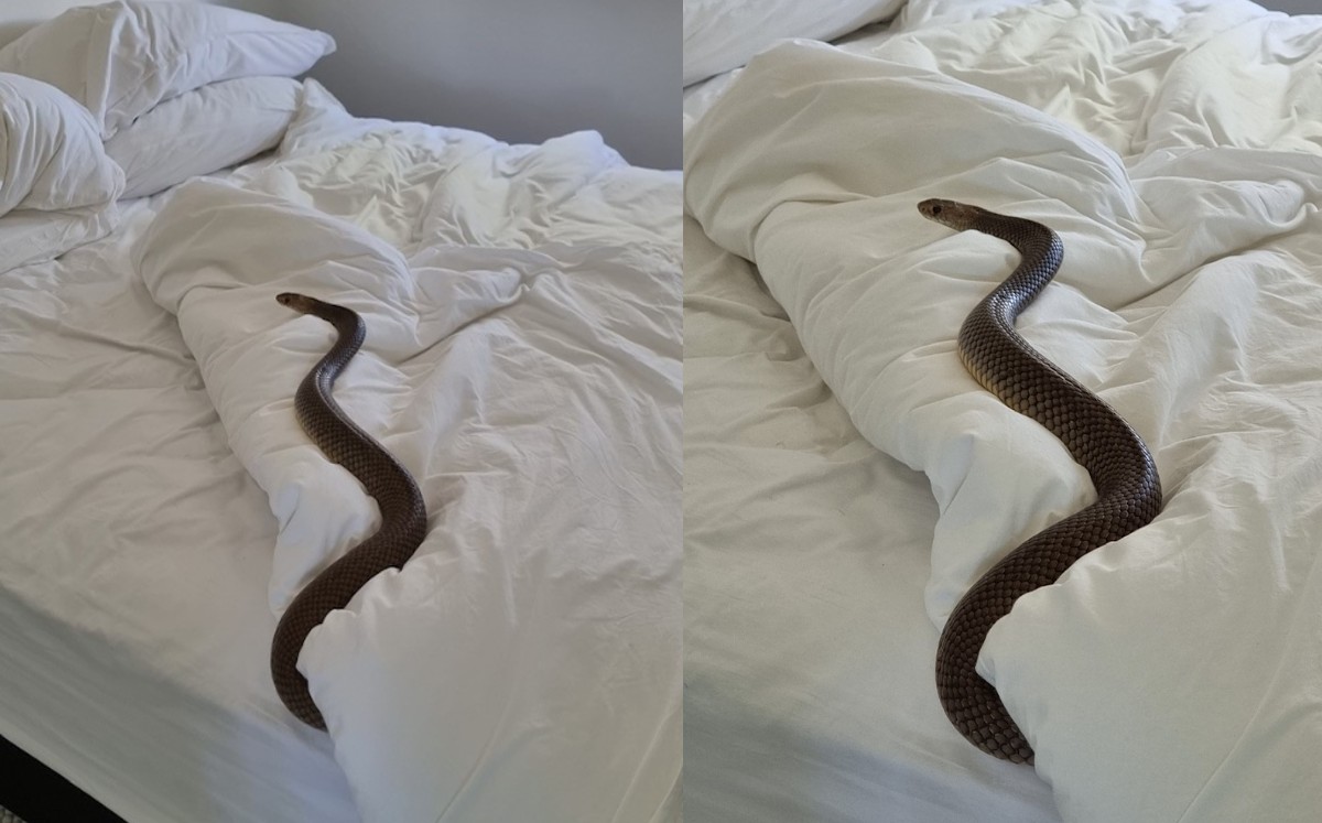 Australia. Mujer encuentra serpiente de dos-metros en su cama