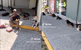 Un hombre en situación de calle se viralizó luego de que 60 perros lo siguieran; él relata que los alimenta