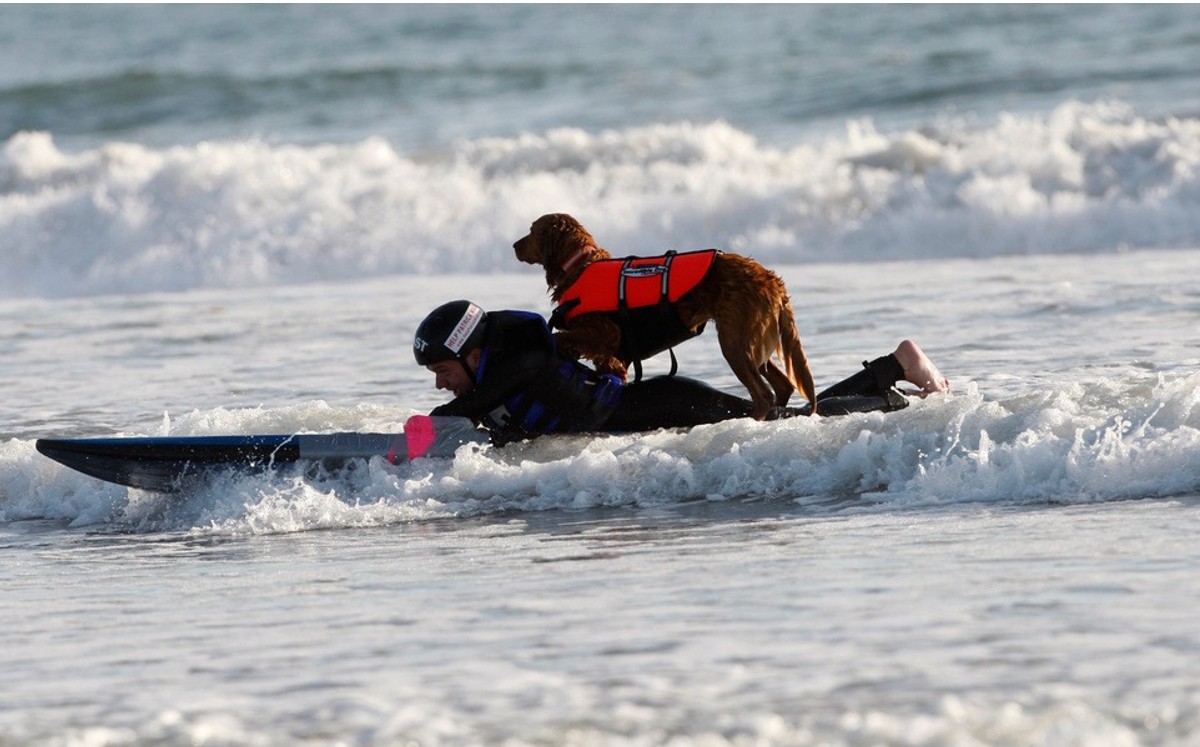 Ricochet, perrita surfista/ AP