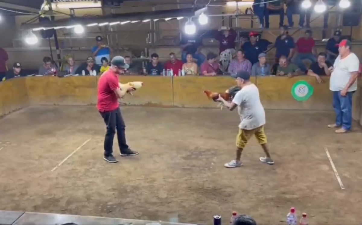 Captura de pantalla de los momentos antes de que un gallo atacara a su dueño / Especial