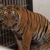 Tigre de Bengala en Tlajomulco Tigre de Bengala en Tlajomulco