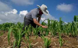 un agricultor en su cultivo