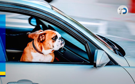 Los perros se han convertido en parte importante de las familias, por lo que muchos acompañan a sus dueños a todos lados.