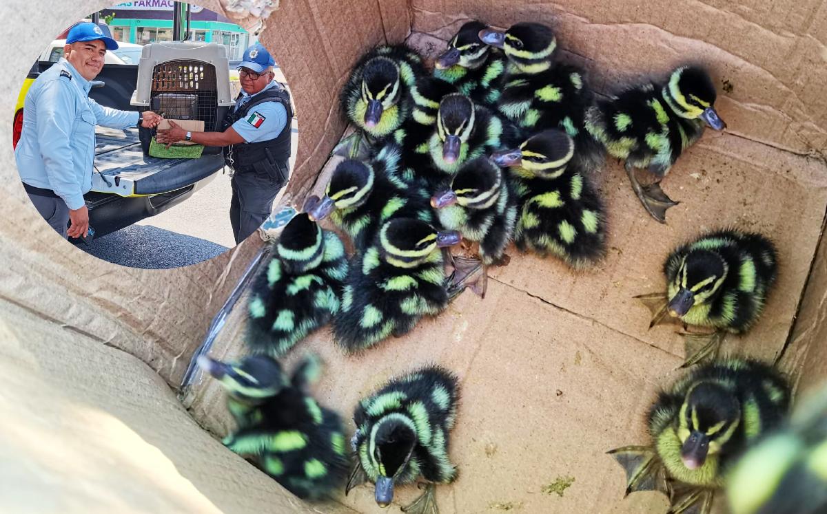 Resguardan a 16 patitos que cayeron de un árbol | Especial