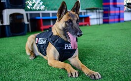 Perrita Ginger PBI