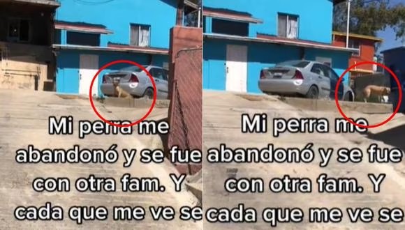 Perrita se esocnde se su dueña |TIKTOK @greciareeses