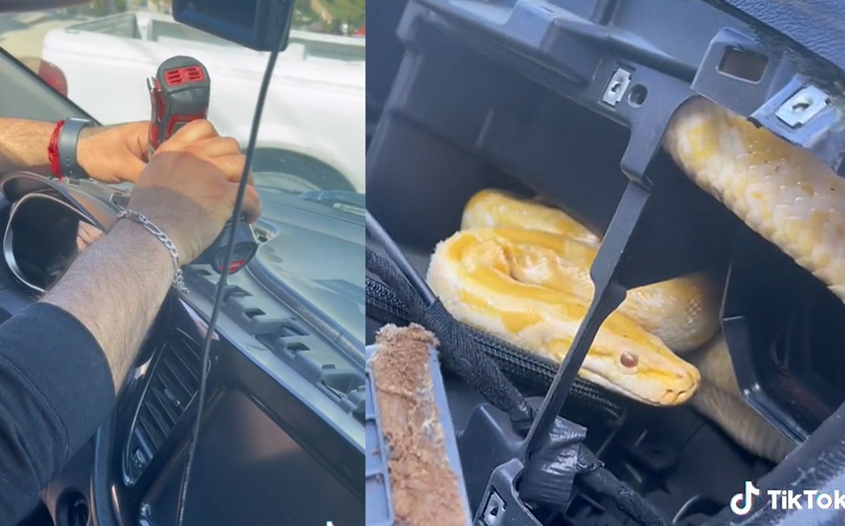 Joven revisa su auto y encuentra enorme víbora en tablero | VIDEO
