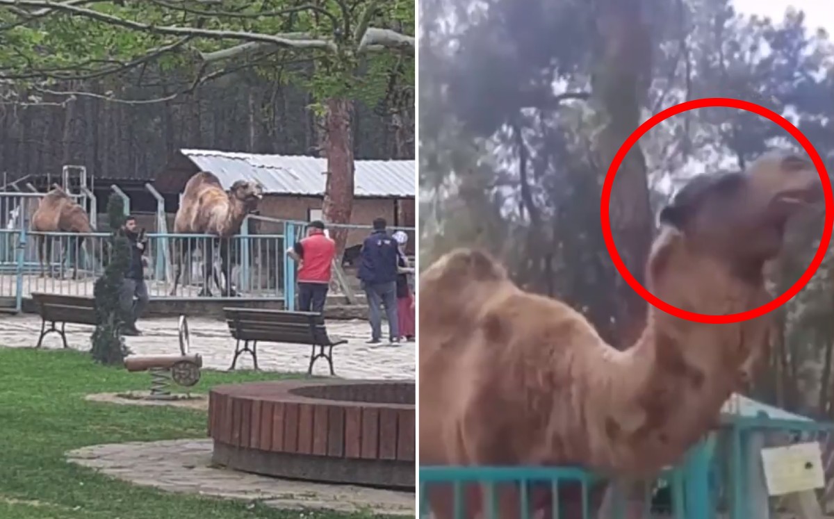 Camello que mordió al niño en un zoológico de Turquía / Especial
