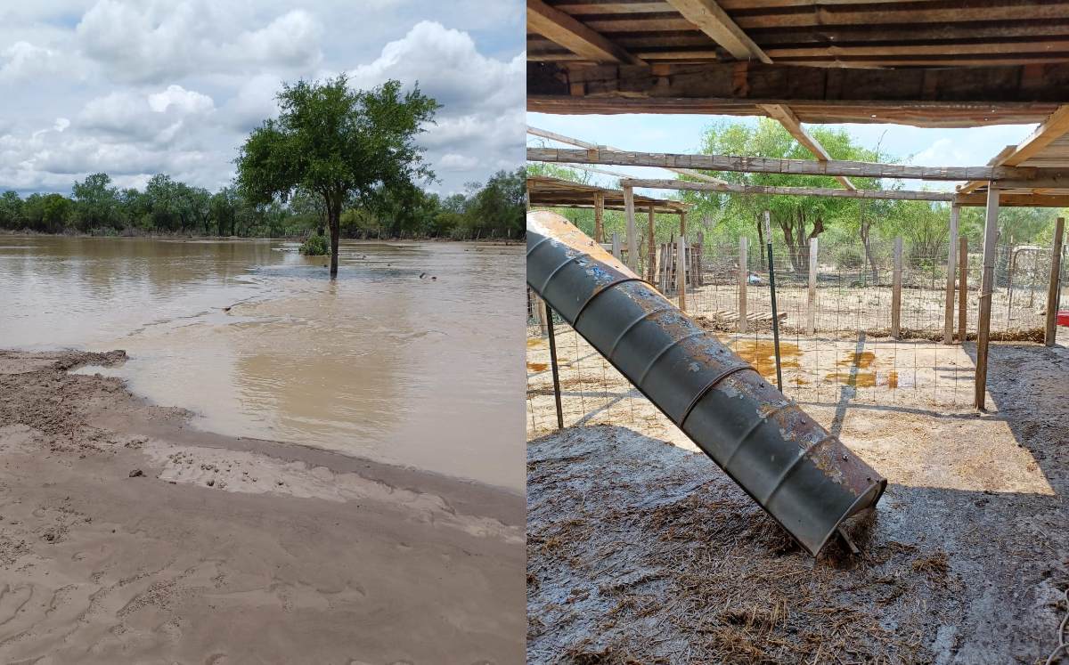 Se ahogan decenas de cabras tras fuertes lluvias en Los Herreras, NL | Especial