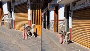 El perrito fue captado con un trozo grande de canre