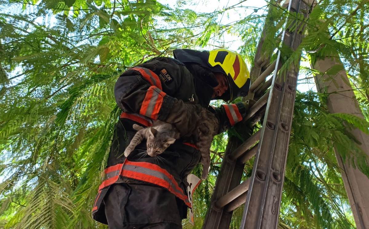 Protección Civil rescatando a un gatito en Zapopan / Juan Carlos Munguía