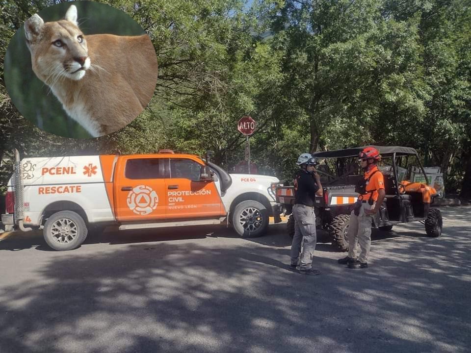 Avistamiento de pumas en NL / Especial