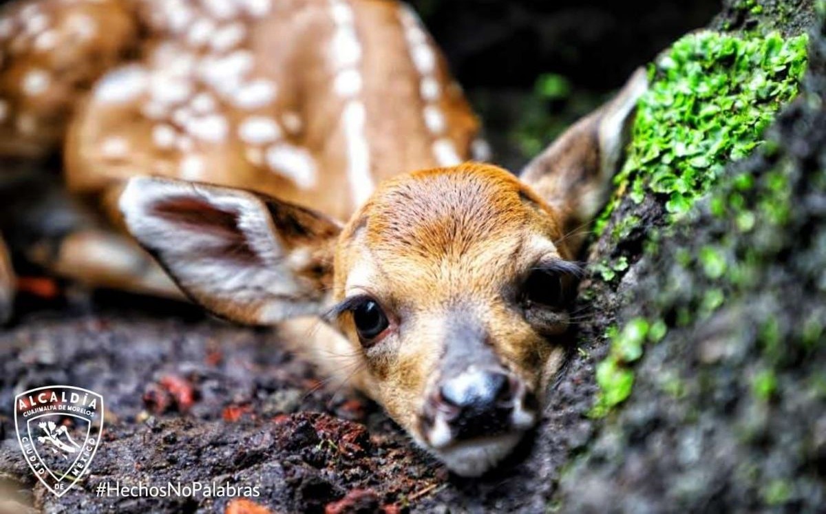 Venado de cola blanca / Archivo Milenio