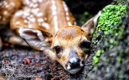 El venado es una especie en peligro de extinción en la Mixteca de Puebla.