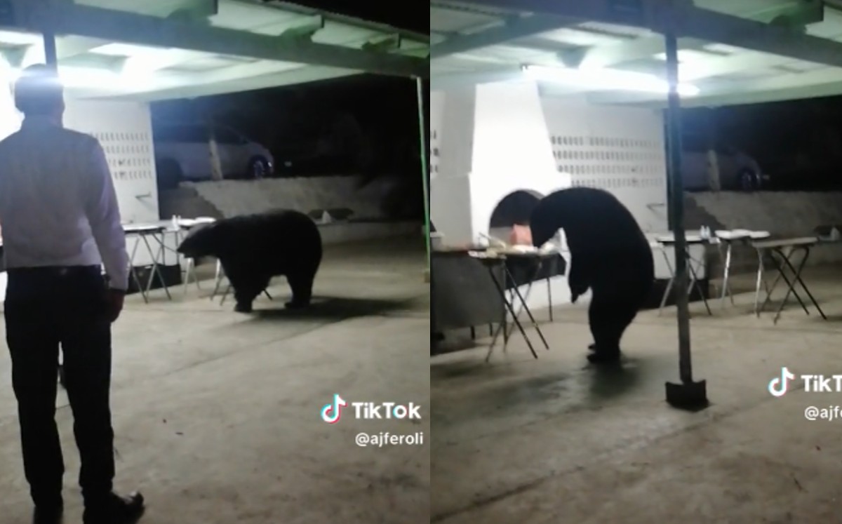 Oso llega a fiesta y se come la cena de invitados en San Pedro. | Especial