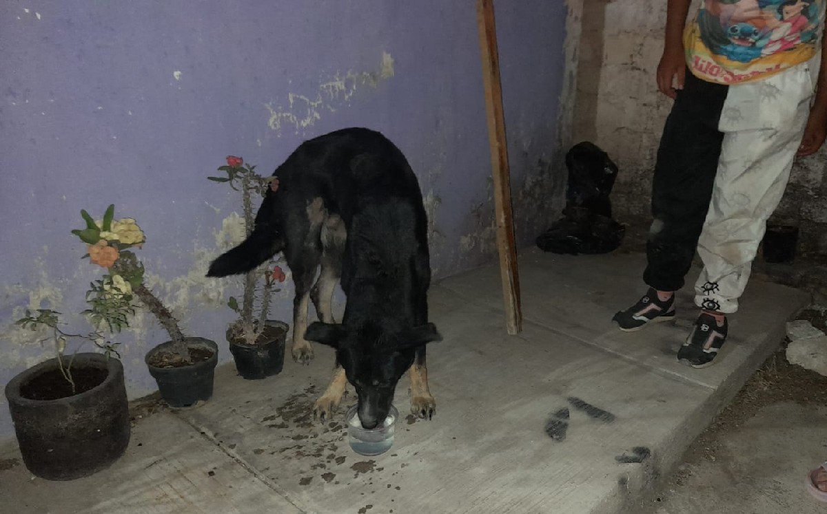 Kira, la perrita que fue rescatada en Zapopan / Juan Carlos Munguía