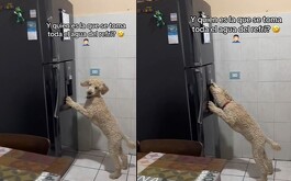 La perrita fue grabada por su dueño cuando tomaba agua del refrigerador para calmar su sed por las altas temperaturas