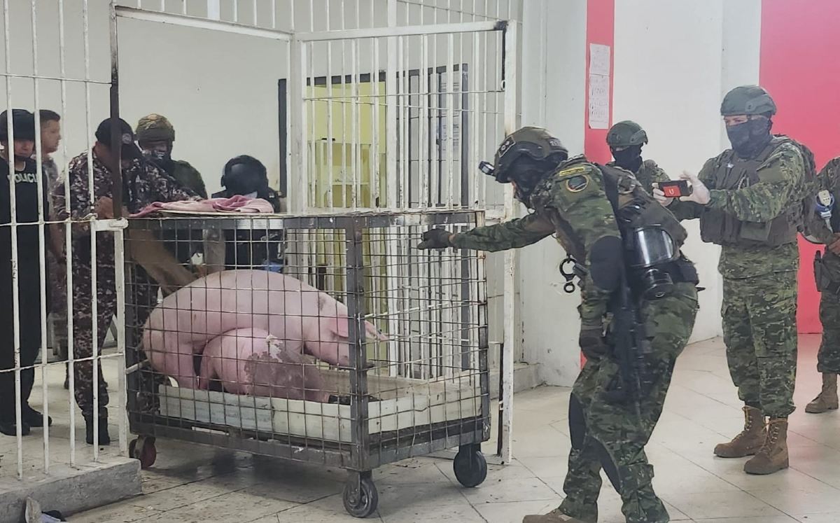 Las autordades no dieron información sobre cómo ingresaron a los animales a la central | Agencia Reuters