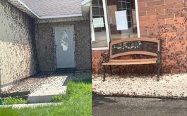 Captan ‘invasión’ masiva de cucarachas en casas y vía pública | VIDEO