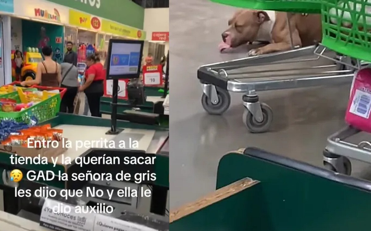 Perrita embarazada | Especial