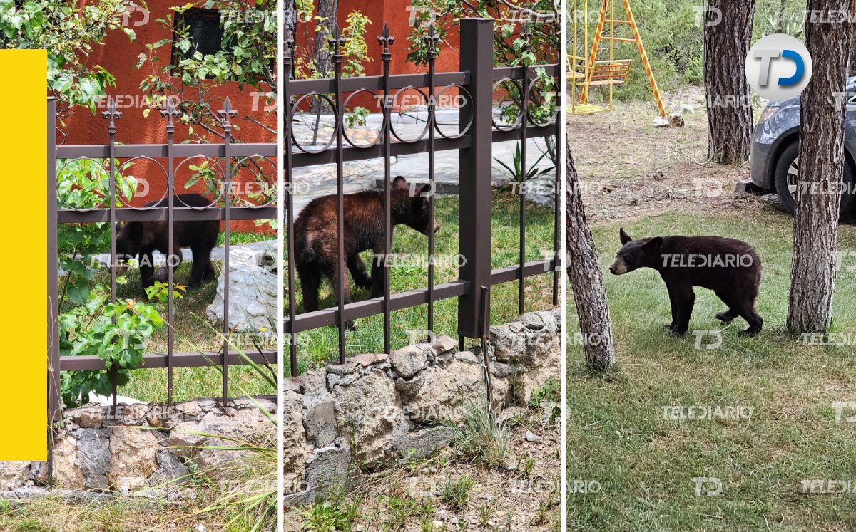 El oso bajó de la sierra en busca de comida. | Dorys Valenciano | Diseño de Mauricio Ledesma