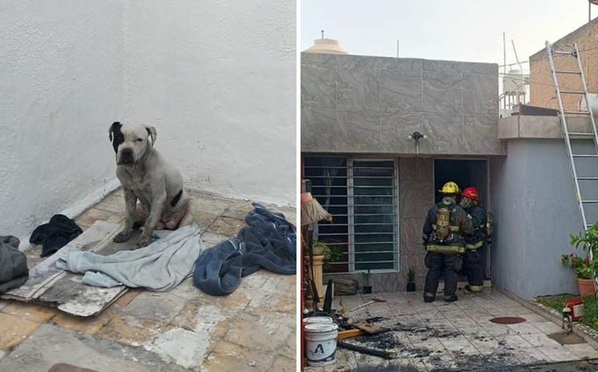 Luna, la perrita que Protección Civil de Guadalajara salvó / Juan Carlos Munguía