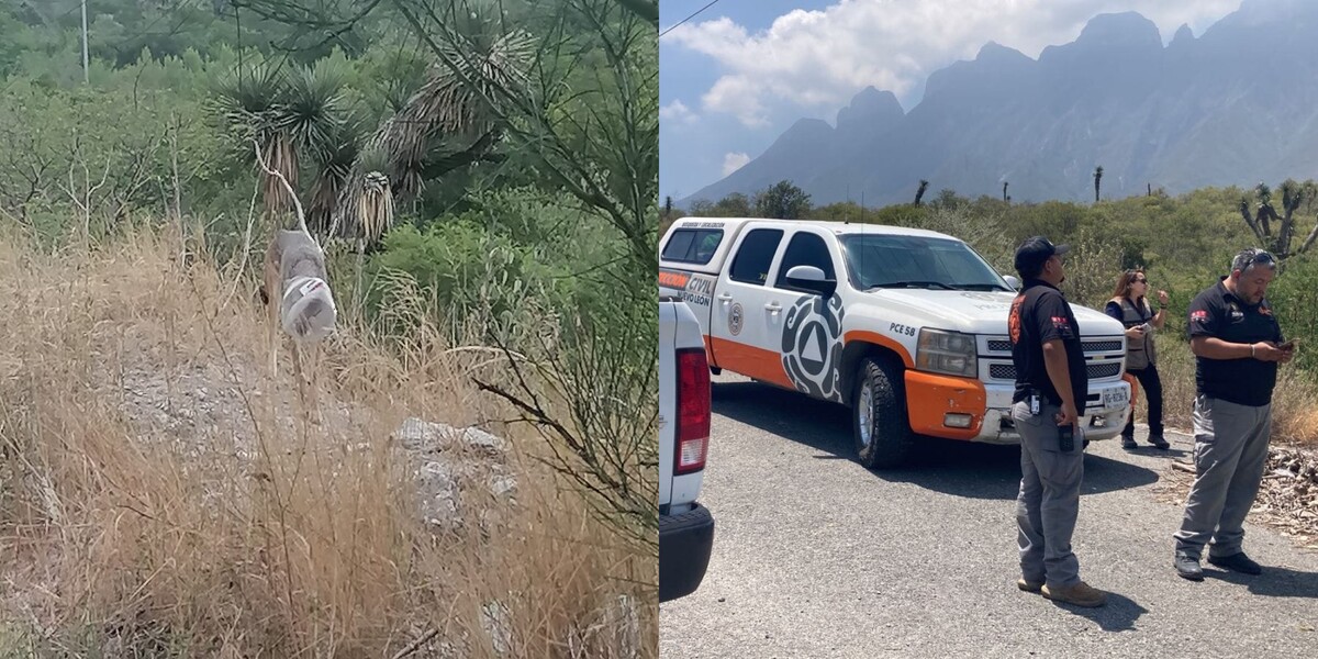 Buscan a coyote herido en zona Cumbres / Especial