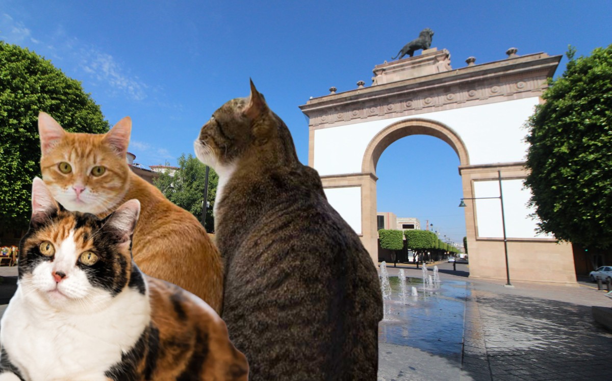 Adopciones y esterilizaciones de gatitos se han incrementado en León