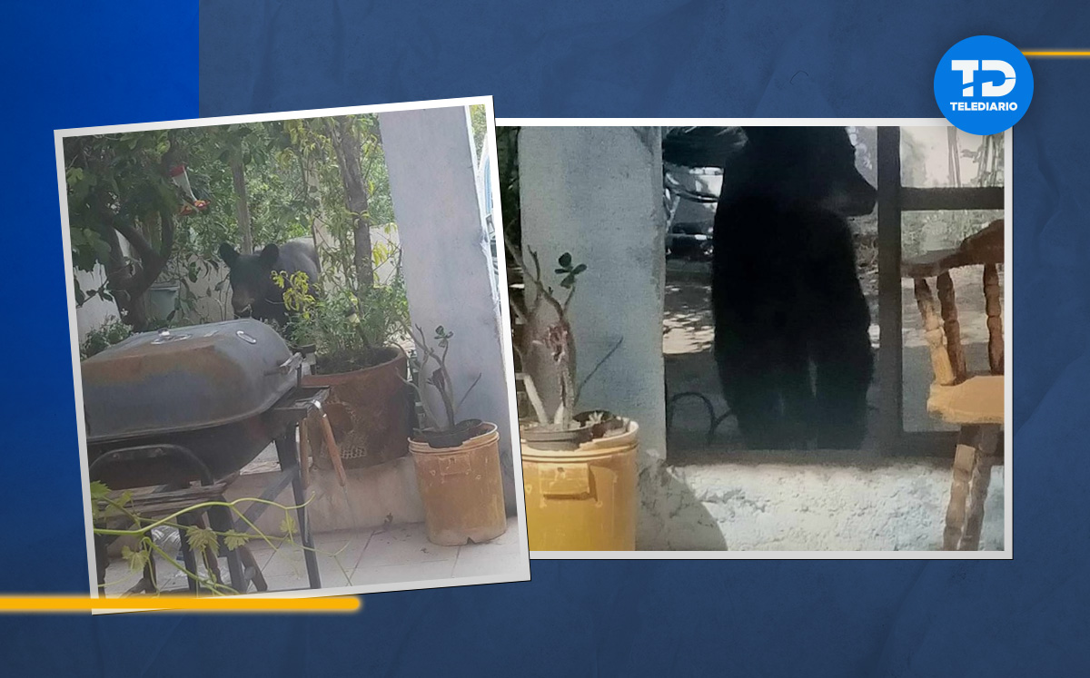 Osezno es captado en patio de una casa en Saltillo. | Diseño Margarita Salmorán