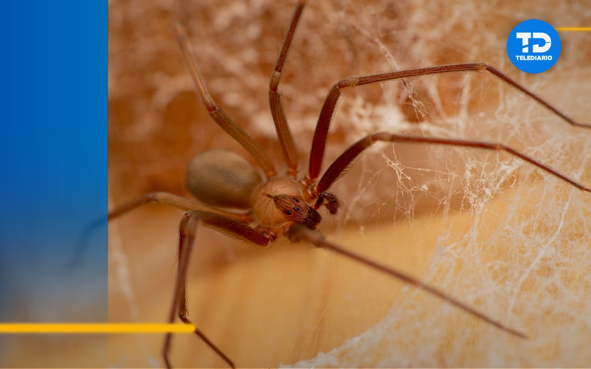 La picadura de una araña violinista puede provocar la muerte.