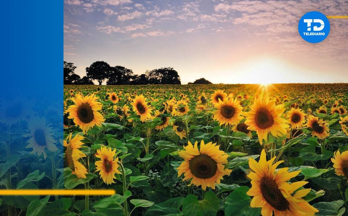 Dónde está el campo de girasoles en Nuevo León y cómo llegar | Especial
